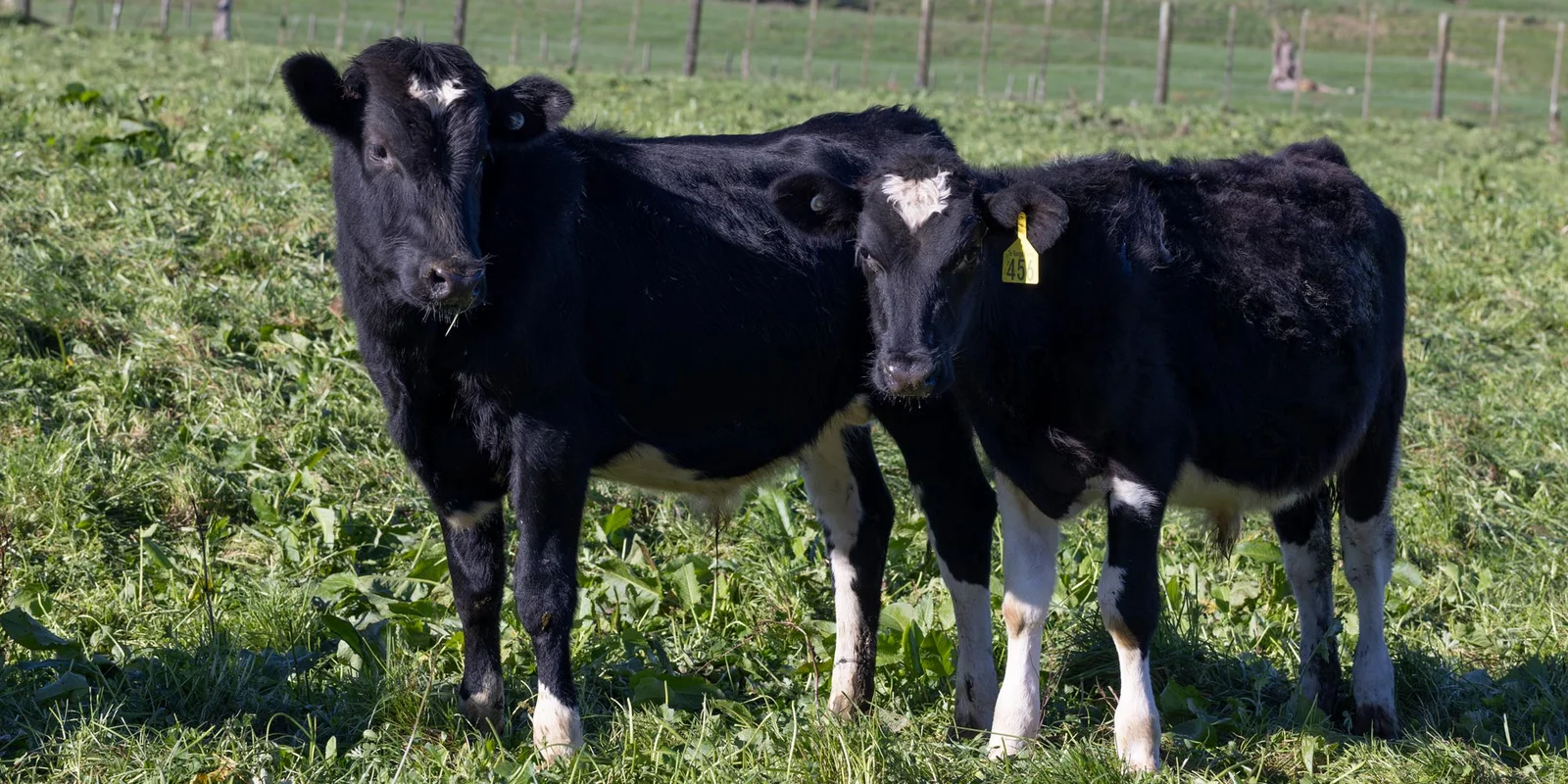 Farmlands simplifies calf feed range