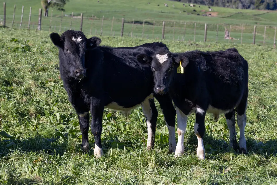 Farmlands simplifies calf feed range