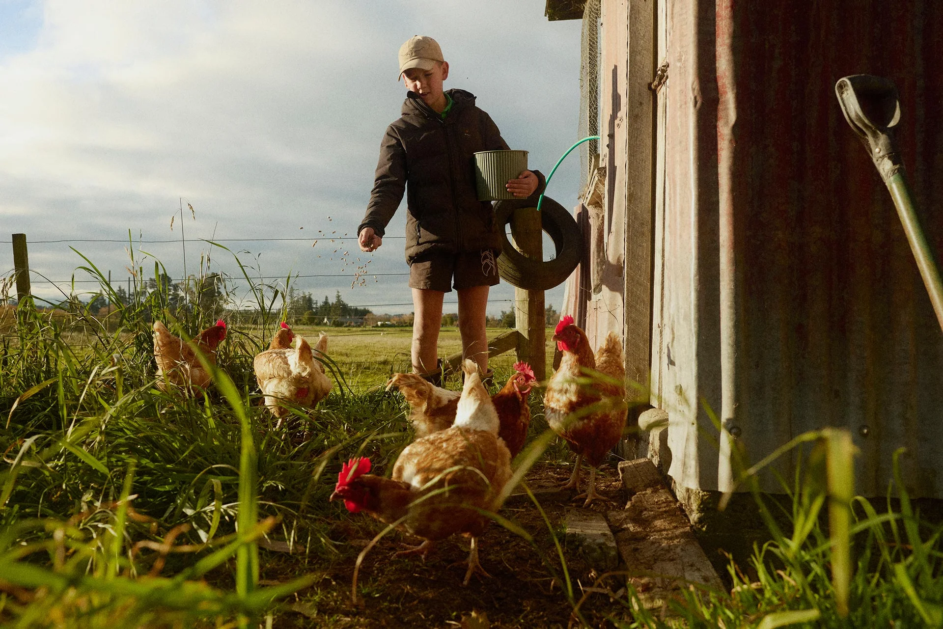 Person feeds chickens near a shed in a grassy field.