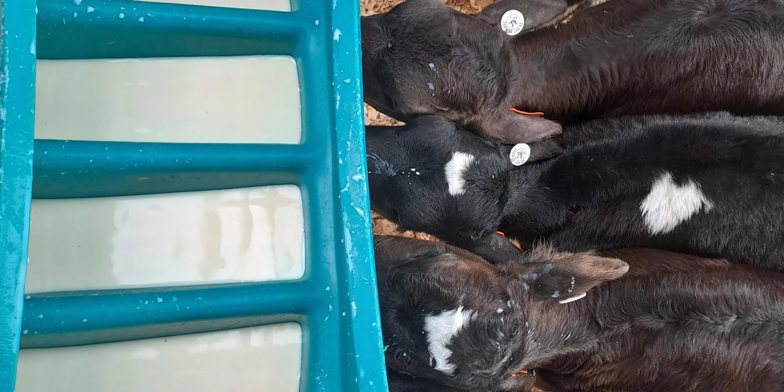 Several calves with ear tags drinking milk from a blue trough.