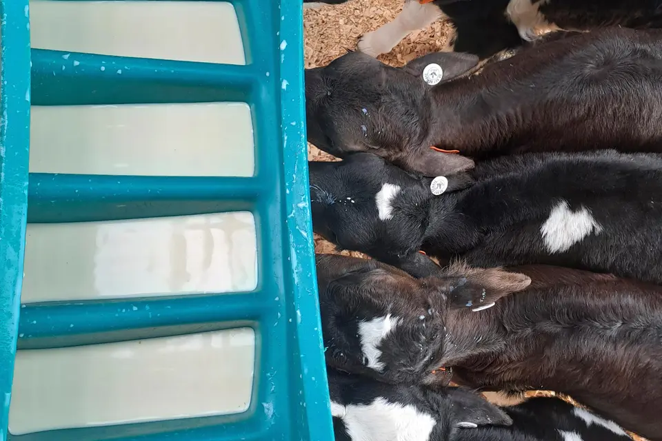 Several calves with ear tags drinking milk from a blue trough.
