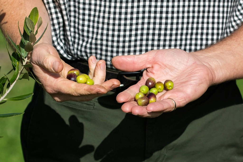 Person holding a handful of freshly picked green and purple olives in both hands, wearing a checkered shirt.