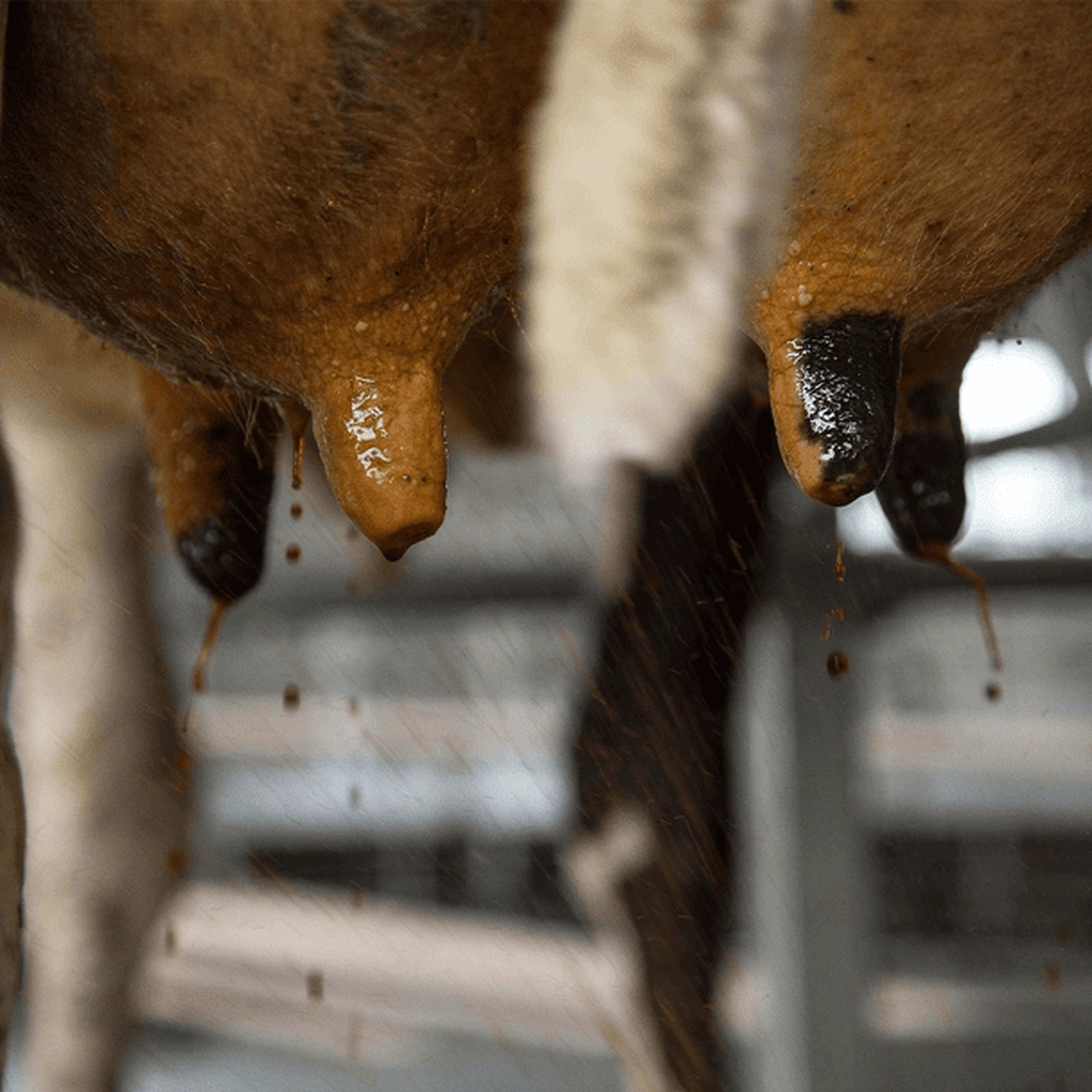 Choosing right teat spray