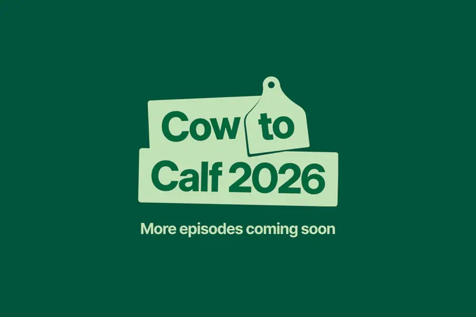 Green background with "Cow to Calf 2026" text and a tag icon. Below, it says "More episodes coming soon."