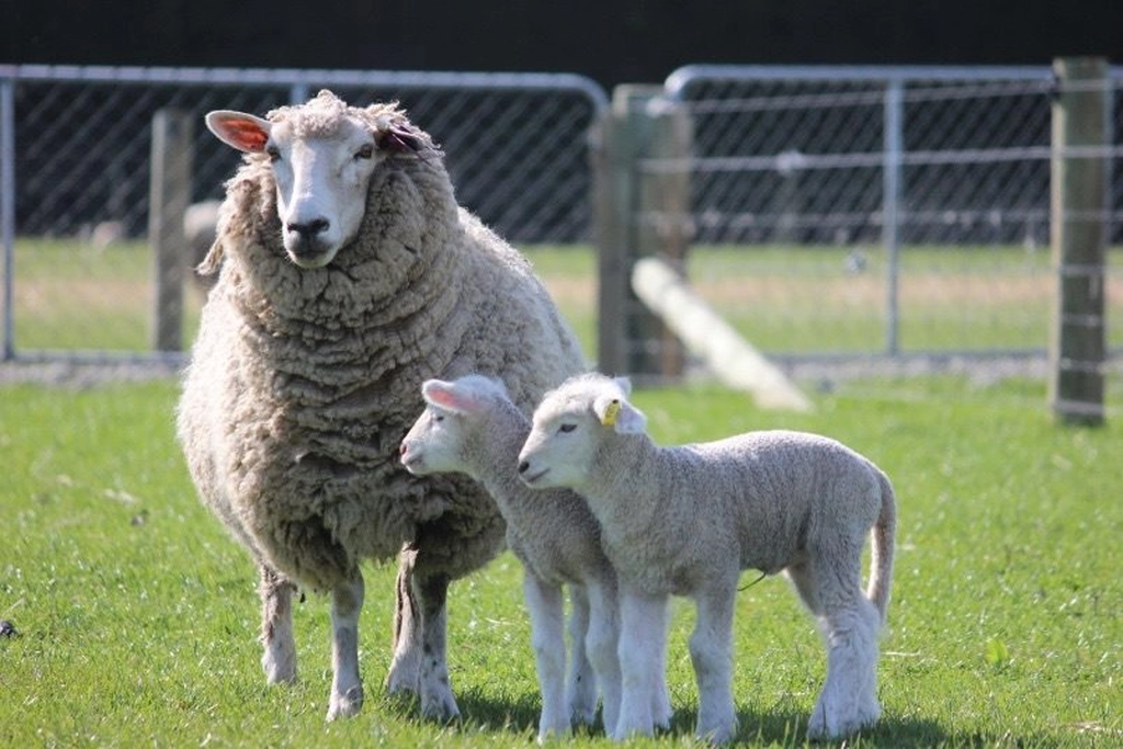 Boosting lamb vitality spring